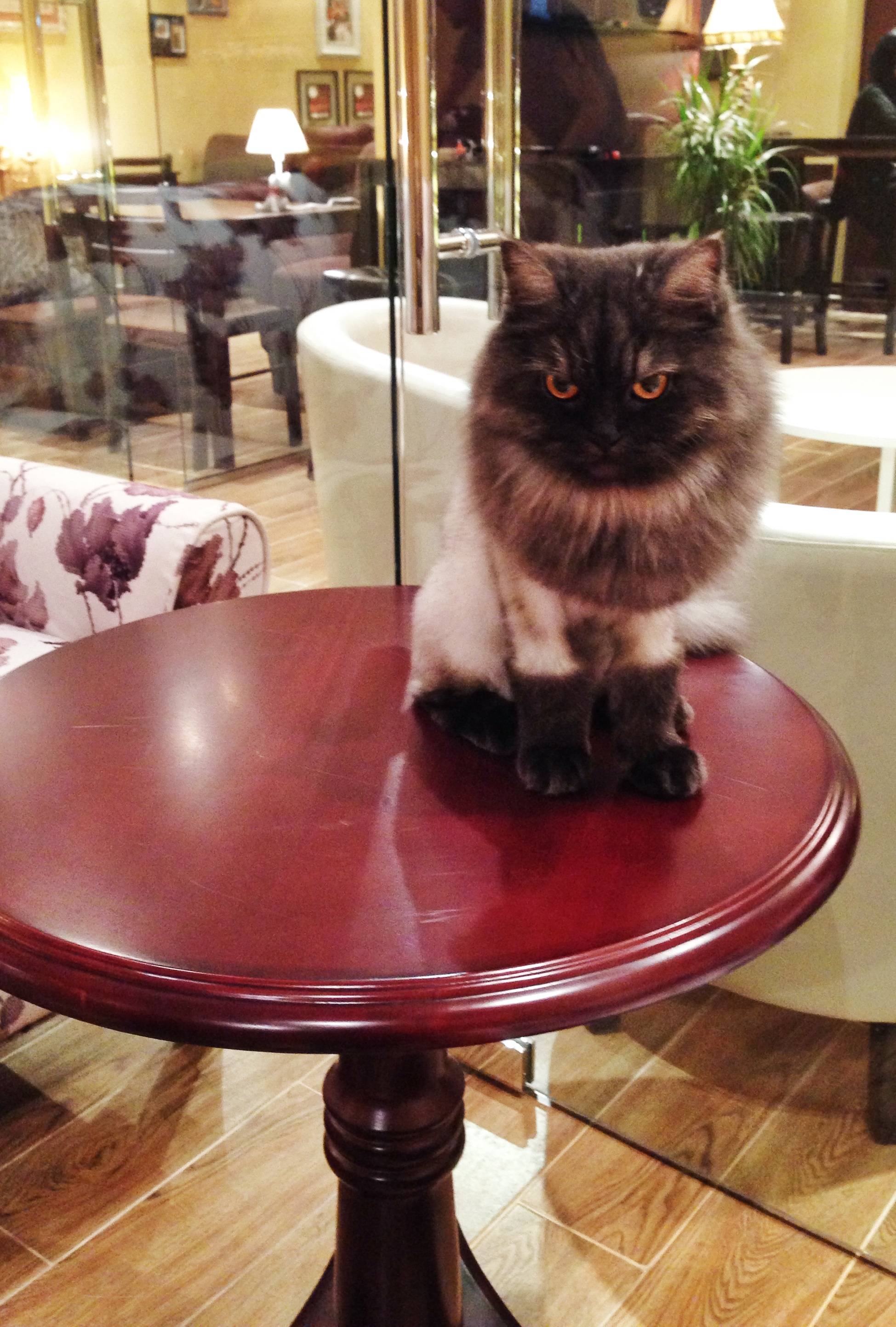 A visit to Dubai  s first cat  caf  happy in Dubai 